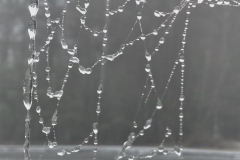 Spinnennetz grau