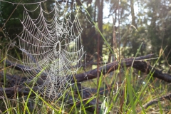 Spinnennetz Sumpf