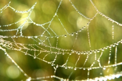 Spinnennetz grün