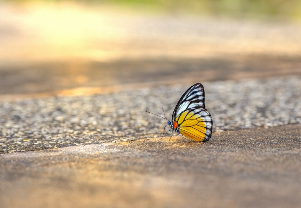 Schmetterling sitzt auf Bordstein bei Sonnenaufgang.